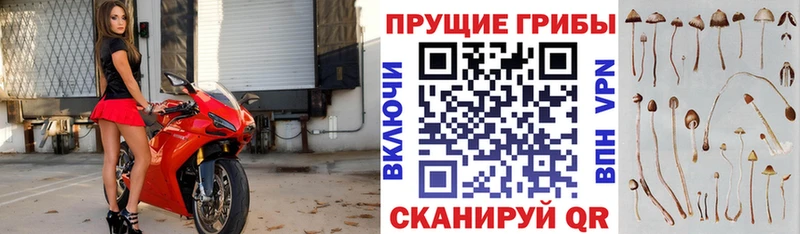 Псилоцибиновые грибы Psilocybe  купить  цена  Урень 